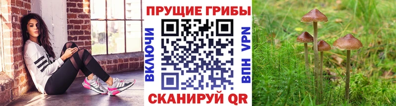что такое   Неман  Псилоцибиновые грибы ЛСД 